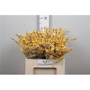 Ilex Ve Mag Citronella