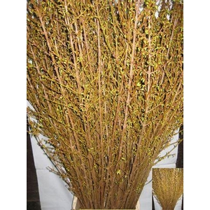Forsythia Stems