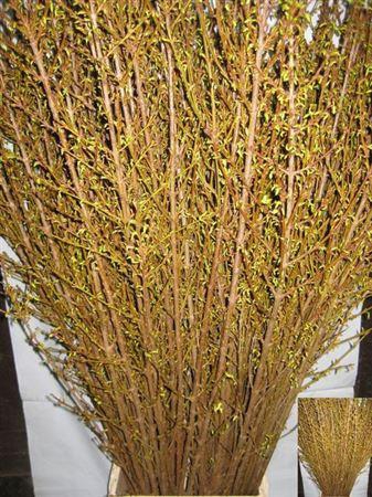 <h4>Forsythia Stems</h4>