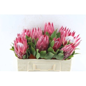 PROTEA CY MADIBA