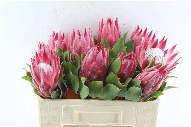 <h4>PROTEA CY MADIBA</h4>