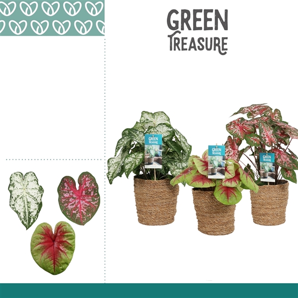 <h4>Caladium Mix in Ruby mand</h4>