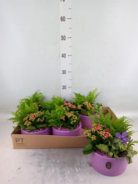 <h4>Arr.    Planten  L%</h4>