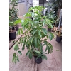 Schefflera Amate
