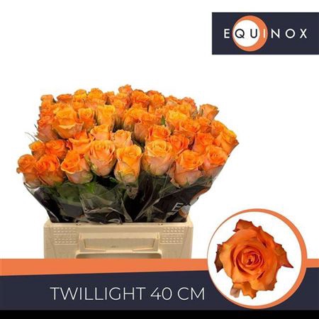 <h4>Rosa grootbloemig Twilight</h4>