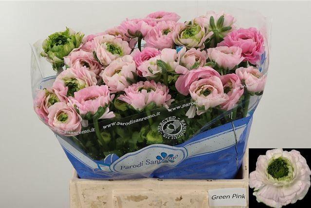 <h4>RAN FEST DARK PINK</h4>