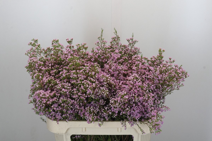 <h4>Chamelaucium Pirouette</h4>