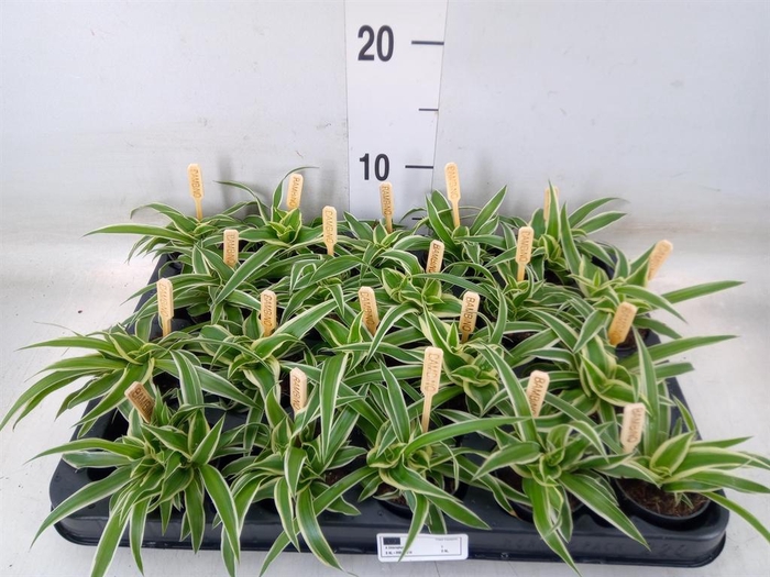 <h4>Chlorophytum com. 'Ocean'</h4>