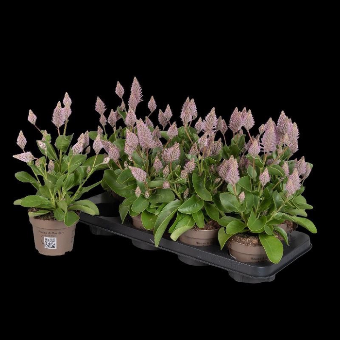 Ptilotus exaltatus Joey