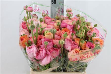<h4>Ranunculus Cl Pastel Mix Lm X60</h4>