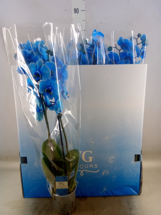 <h4>Phalaenopsis   ...</h4>