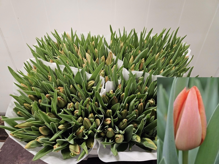 <h4>Tu En Oran Westfris</h4>