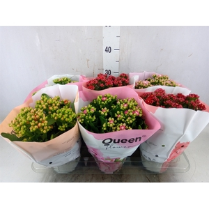 Kalanchoe blos.   ..rosebud mix GR