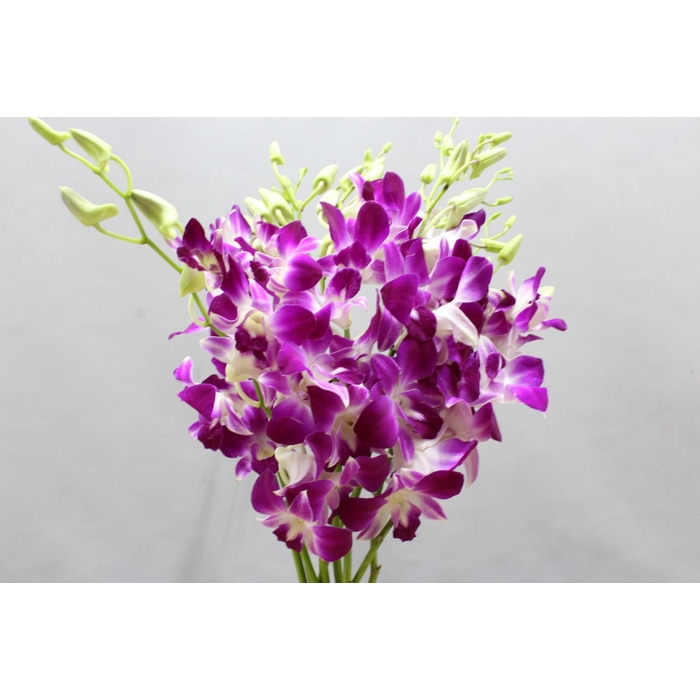 <h4>Dendro Sonia</h4>