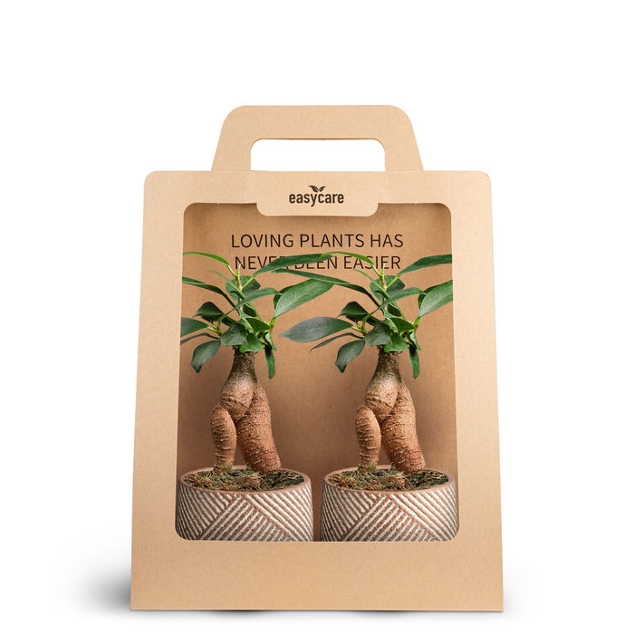 <h4>2-Pack Grove, Ginseng</h4>