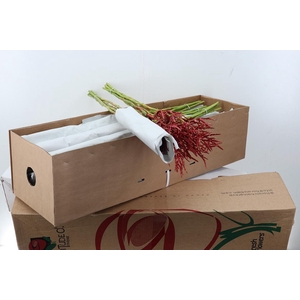 Bromeliabloem 90cm BOX