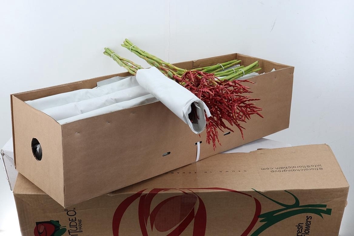 <h4>Bromeliabloem 90cm BOX</h4>