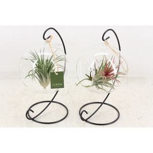 arr3 CP - Till. Glas hangbol x4 frame