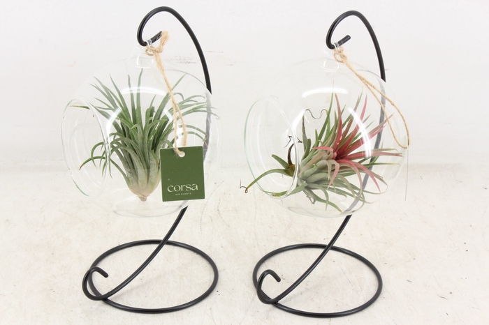 <h4>arr3 CP - Till. Glas hangbol x4 frame</h4>