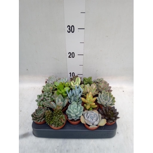 Echeveria   ...mix