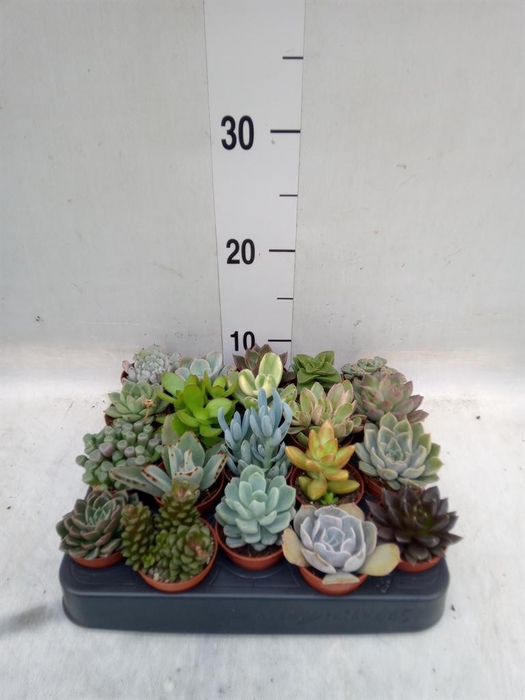 <h4>Echeveria ...mix</h4>