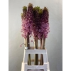 EUCOMIS PINK GIN