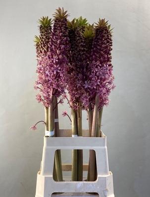 EUCOMIS PINK GIN