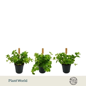 Peperomia Rotundifolia 5,5cm
