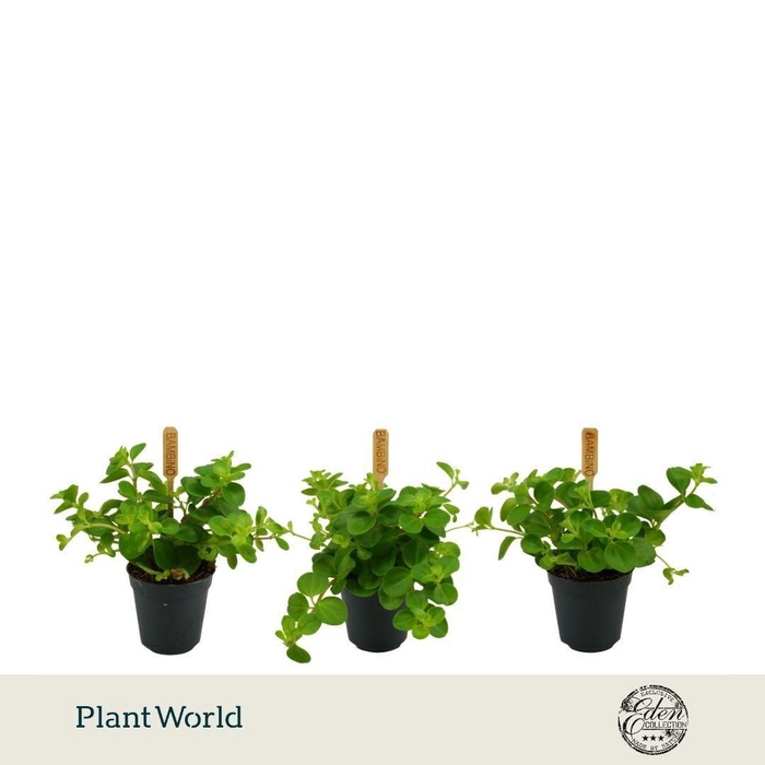 <h4>Peperomia Rotundifolia 5,5cm</h4>