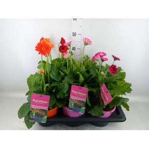 Gerbera  'Garvinea'   ...mix