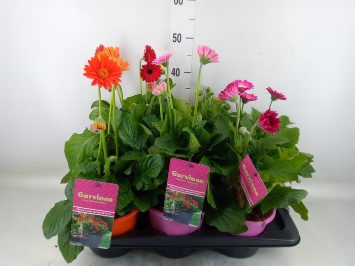 <h4>Gerbera  'Garvinea'   ...mix</h4>