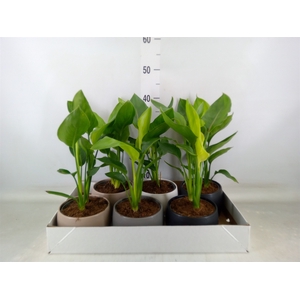 Strelitzia reg.