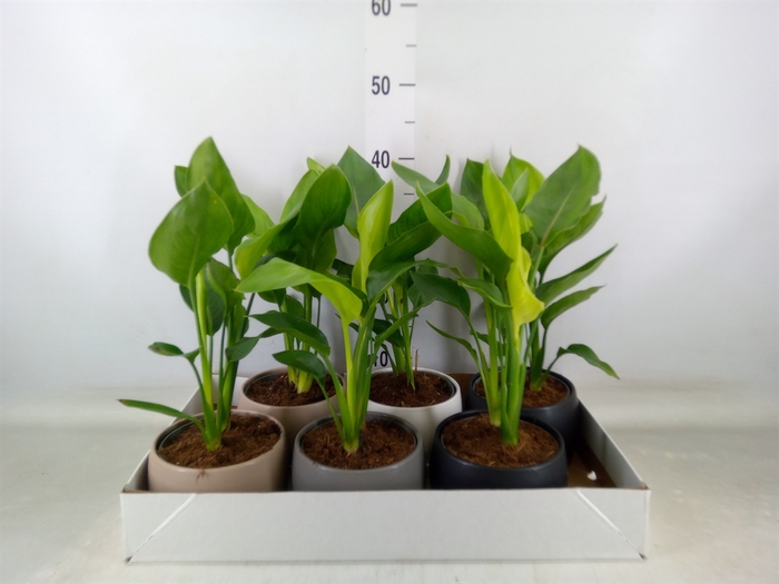 <h4>Strelitzia reg.</h4>