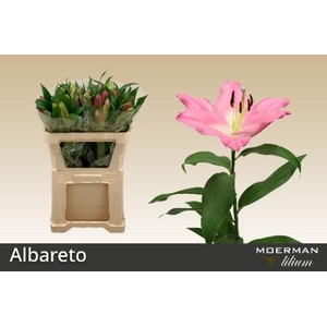 LI OT ALBARETO