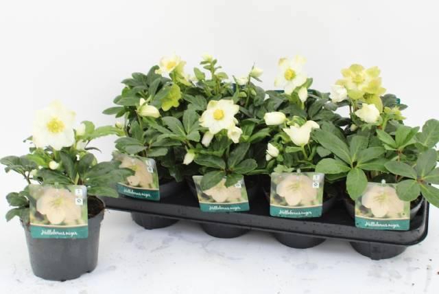 <h4>HELL NI ADVENT STAR</h4>