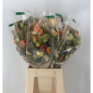 PAPAVER PRIMA MIX PASTEL