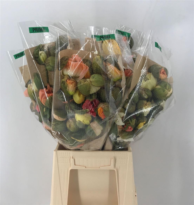 <h4>Papaver Prima Pastel</h4>