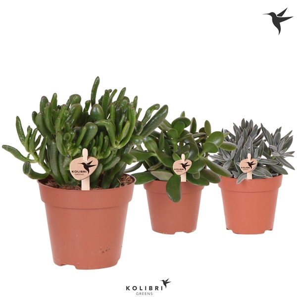 <h4>Kolibri Greens Succulenten Crassula mix</h4>