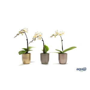 Hugo Luxury Mix Tiny Dolls Wit 1T7+ Aqu@