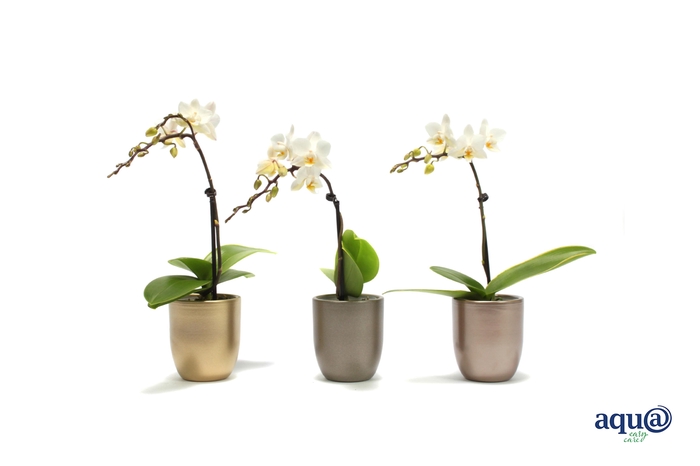 <h4>Hugo Luxury Mix Tiny Dolls Wit 1T7+ Aqu@</h4>