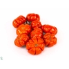 Solanum integ.   .../stuk
