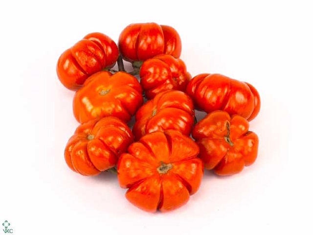 Solanum integ.   .../stuk