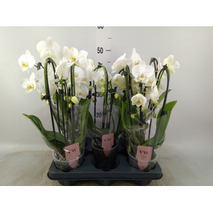 Phalaenopsis   ...white