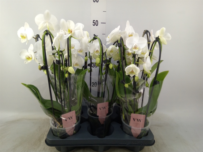<h4>Phalaenopsis   ...white</h4>