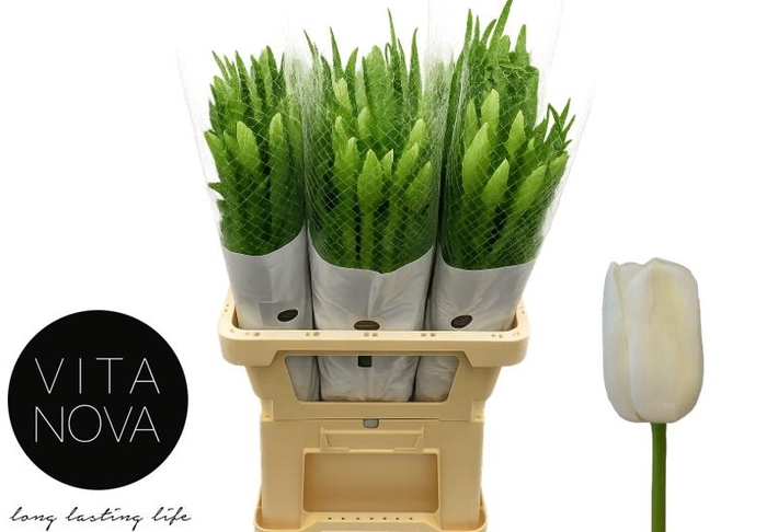 <h4>TU EN MAUREEN</h4>