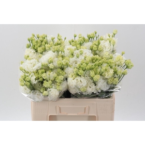 Eus G Alissa Pur Whi