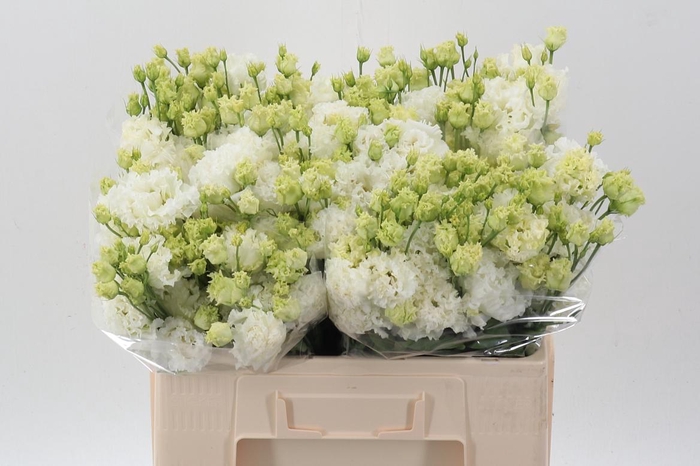 <h4>Eus G Alissa Pur Whi</h4>