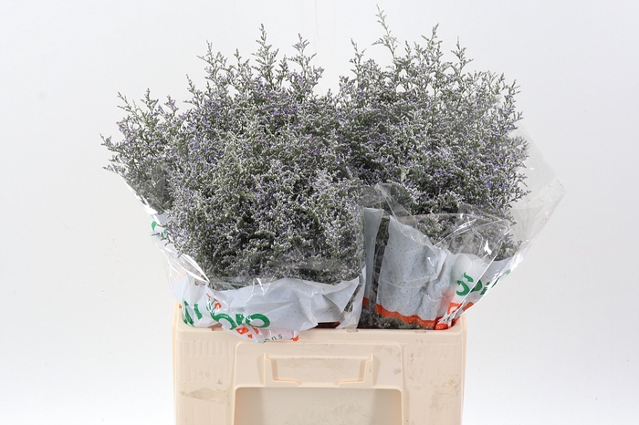 <h4>Lim Misty Blue</h4>