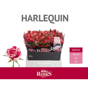 R Gr Harlequin Berg A2