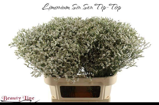 <h4>LIM SIN SEN TIP TOP</h4>